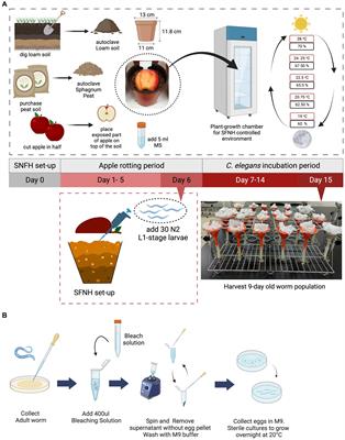 A simple protocol for cultivating the bacterivorous soil nematode Caenorhabditis elegans in its natural ecology in the laboratory